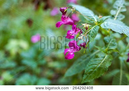 Pink Flowers In The Forest. Daytime, Nature. Wild Life. Autumn Or Summer Season. Sopy Space.