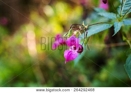 Pink Flowers In The Forest. Daytime, Nature. Wild Life. Autumn Or Summer Season. Sopy Space.