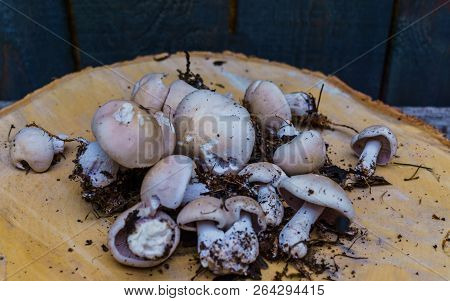 Autumn Mushrooms Lying On A Birch Wooden Circle