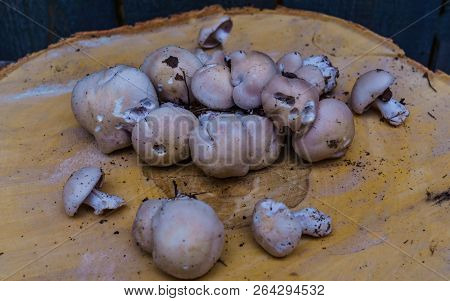 Autumn Mushrooms Lying On A Birch Wooden Circle
