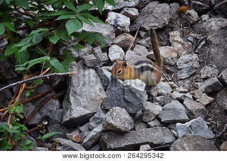 Western Chipmunk, (related Tamias, Striatus, Sibiricus) Small Striped Rodent Of The Family Sciuridae