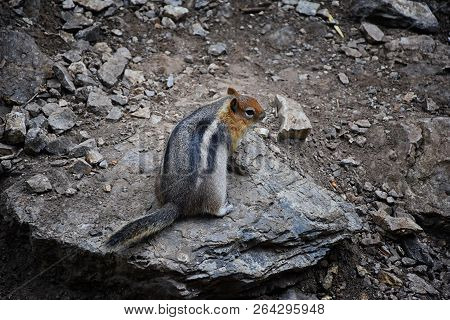 Western Chipmunk, (related Tamias, Striatus, Sibiricus) Small Striped Rodent Of The Family Sciuridae