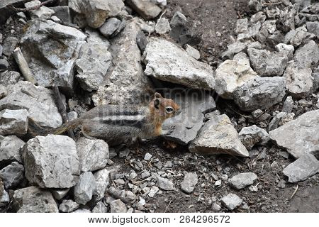 Western Chipmunk, (related Tamias, Striatus, Sibiricus) Small Striped Rodent Of The Family Sciuridae