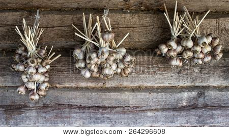 Garlic Bundles Hanging On Wooden Background, Garlic Bundles Close-up, Outdoor