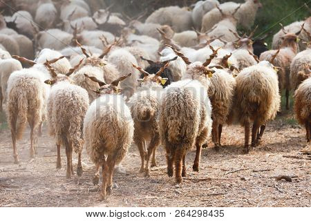 Flock Of Sheep In Low Lights Rural Scene At Animal Farm