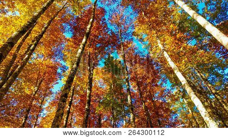 Wonderful Colored Autumn Foliage In The Monte Terminillo, Lazio, Italy