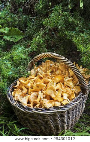 Wicker Basket With Wild Mushrooms Chanterelles On Juniper Needles Background