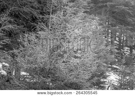 Snow On Michlifen