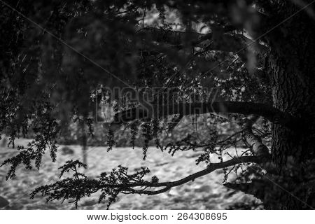 Snow On Michlifen