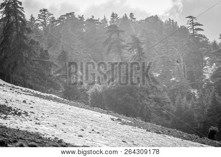 Snow On Michlifen