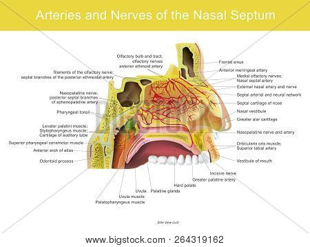 The Nasal Cavity Is A Large Air Filled Space Above And Behind The Nose In The Middle Of The Face.
