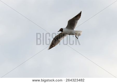 Seagull Sea Bird With Spread Wings Flight High In The Sky Leaden Gray Before The Storm