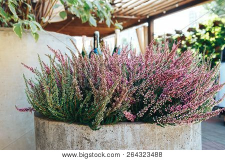 Mexican Bush Sage Salvia Leucantha Flowers. Long Purple Flower In The Garden.