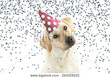 Cute Dog Celebrating A Birthday Party, Tinting The Head Side And Looking At Camera, Wearing A Pink P