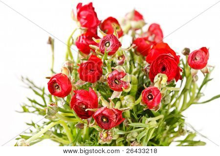 Ranuncolo rosso