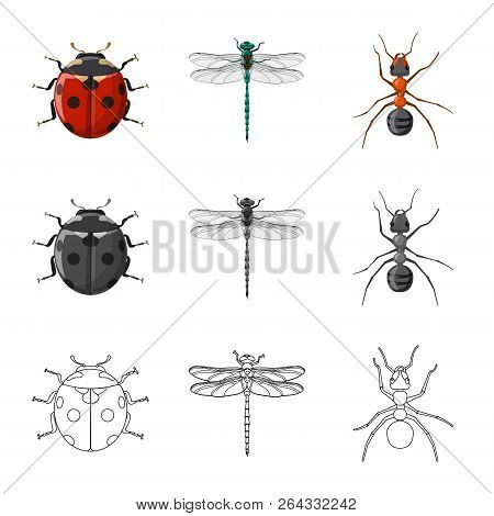 Isolated Object Of Insect And Fly Icon. Set Of Insect And Element Stock Vector Illustration.