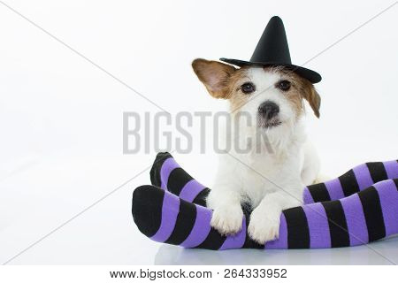 Cute Halloween Dog Witch Or Wizard Hat Sitting  Over  Purple And Black Socks With Copy Space.