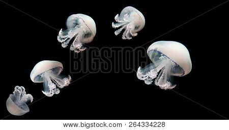 Jellyfish Meduse Animal Background Black Underwater Marine Wildlife