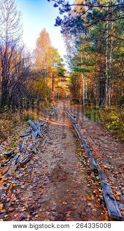 Ield Road In The Forest In Late Autumn In Sunny Cloudless Weather