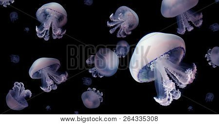 Jellyfish Meduse Animal Background Black Underwater Marine Wildlife