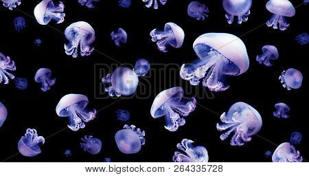 Jellyfish Meduse Animal Background Black Underwater Marine Wildlife