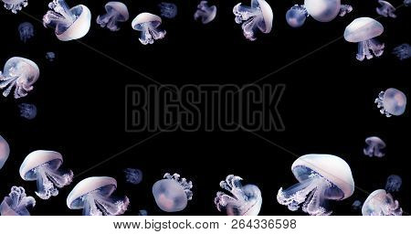 Jellyfish Meduse White Space For Text Animal Background Black Underwater Marine Wildlife