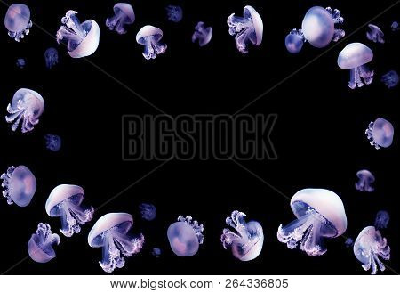 Jellyfish Meduse White Space For Text Animal Background Black Underwater Marine Wildlife