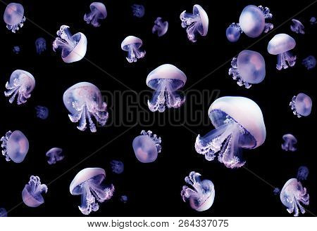 Jellyfish Meduse Animal Background Black Underwater Marine Wildlife