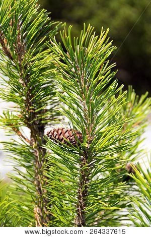Pine Cone On A Pine Tree, Schladming, Austria