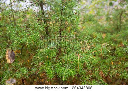 Autumn Juniper Branches In Karelia Russia Green Needles Tree Background