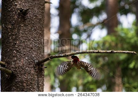 Great Spotted Woodpecker Sitting On A Wooden Stump In The Forest - Grote Bonte Specht - Dendrocopos 