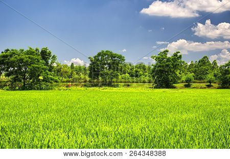 A Rice Paddy At Kaiping Diaolou In Zili Village In Kaiping China In Guangdong Province On A Sunny Bl