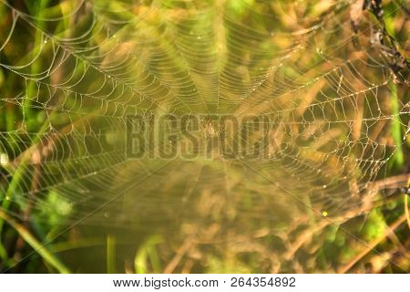 Garden Spider Or Argiope Aurantia In Its Net