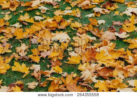 Autuman Background. Golden Fallen Leaves Lie On Green Lawn. Foliage Carpet. Close Up. High Quality R