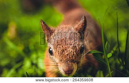Funny Squirrel In The Forest In Suumer Autumn