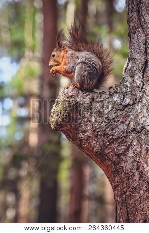 Funny Squirrel In The Forest In Suumer Autumn