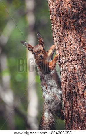 Funny Squirrel In The Forest In Suumer Autumn