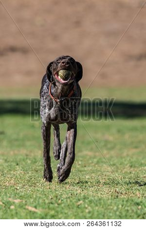 Geman Short Hair Bird Dog Showing Wide Eyes While Running At Full Speed Retrieving The Ball At The P