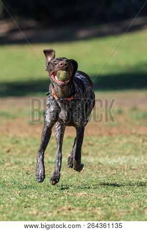 Geman Short Hair Bird Dog Showing Floppy Ears While Running At Full Speed Retrieving The Ball At The
