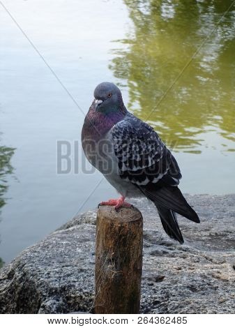 Dove Renting On The Shores Of The Lake