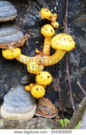 Pholiota Aurivella Mushrooms On An Old Stump In The Forest.
