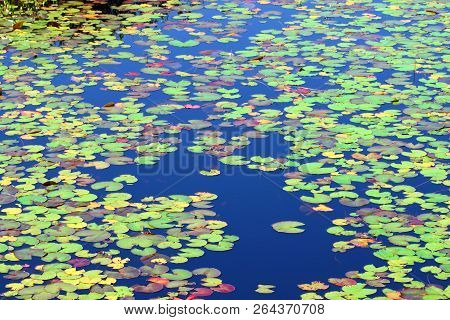Lily Pads Form A Beautiful Mosaic Of Color On The Waters Of Mabel Lake In Northwoods Wisconsin