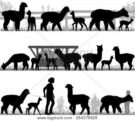 Silhouettes Of Alpacas And Its Cubs Outdoors