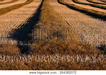 An Image Of Ripe Canola Swathes Ready For Harvest.