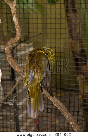Preening Lorie