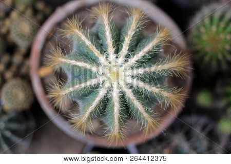 Notocactus Mammulosus Cactus On Pot In A Cactus Garden, Top View.