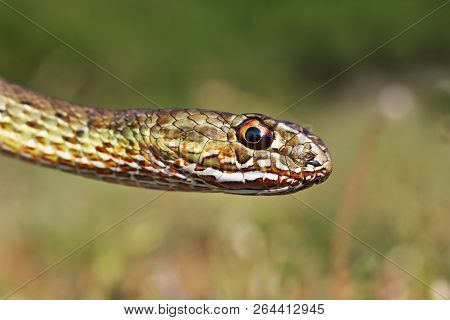 Colorful Head Of Eastern Montpellier Snake ( Malpolon Insignitus )