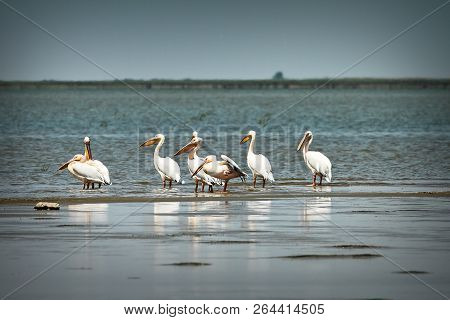 Flock Of Wild Great Pelicans In Danube Delta ( Pelecanus Onocrotalus )