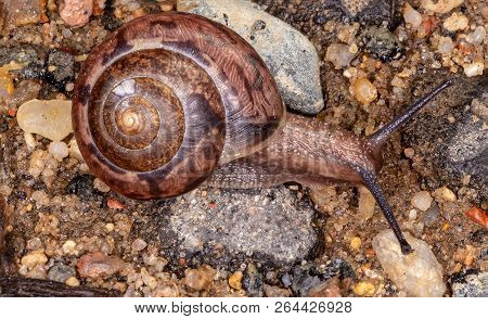 European Brown Garden Snail. Cornu Aspersum, Cantareus Aspersus Or Cryptomphalus Aspersus.