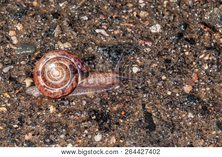 European Brown Garden Snail. Cornu Aspersum, Cantareus Aspersus Or Cryptomphalus Aspersus.